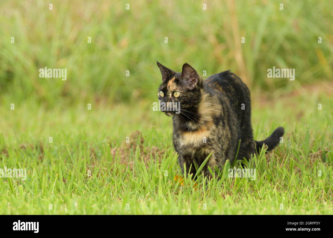 Beautiful tortie cat in green grass, looking to the left of the viewer Stock Photo