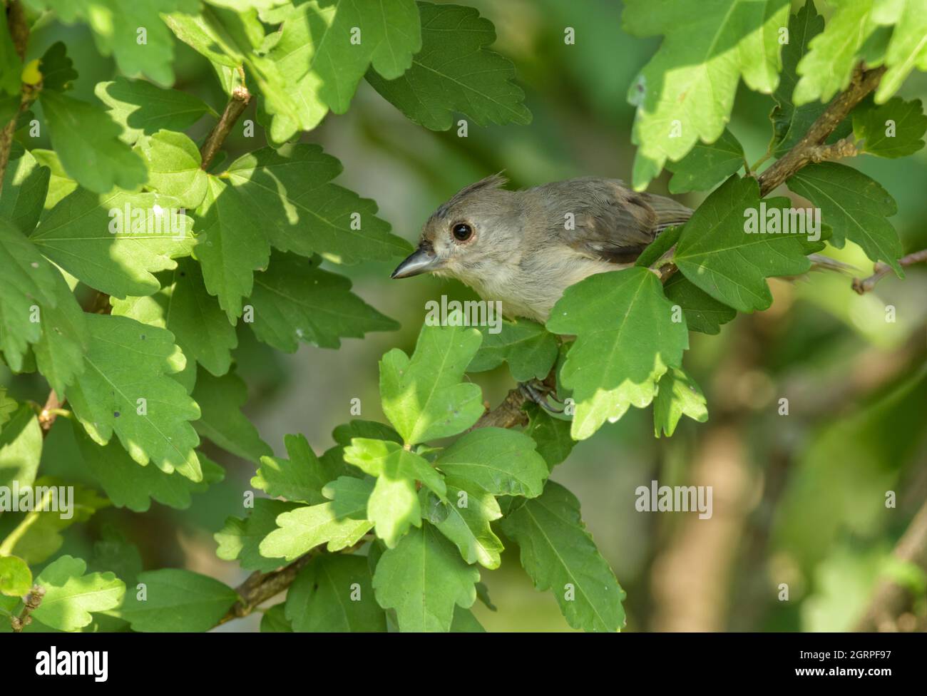 Young Tufted Titmouse peeking out from behind leaves in a large Hibiscus bush Stock Photo