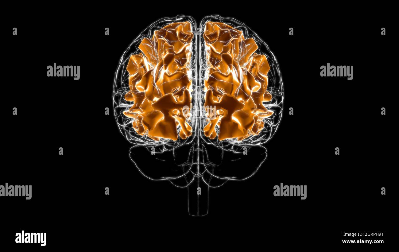 Brain White matter of cerebral hemisphere Anatomy For Medical Concept 3D  Illustration Stock Photo - Alamy