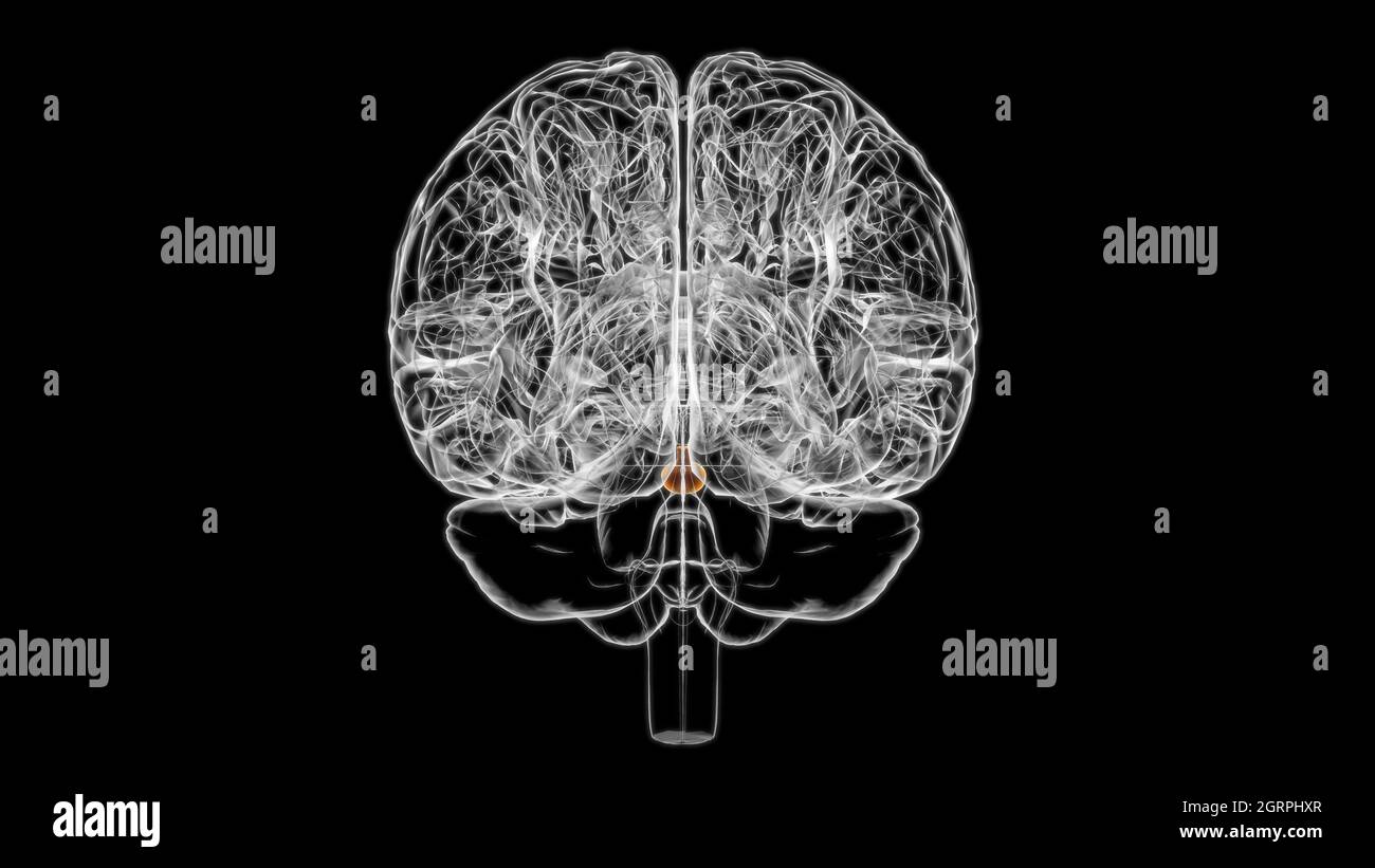 Brain Pituitary gland Anatomy For Medical Concept 3D Illustration Stock ...