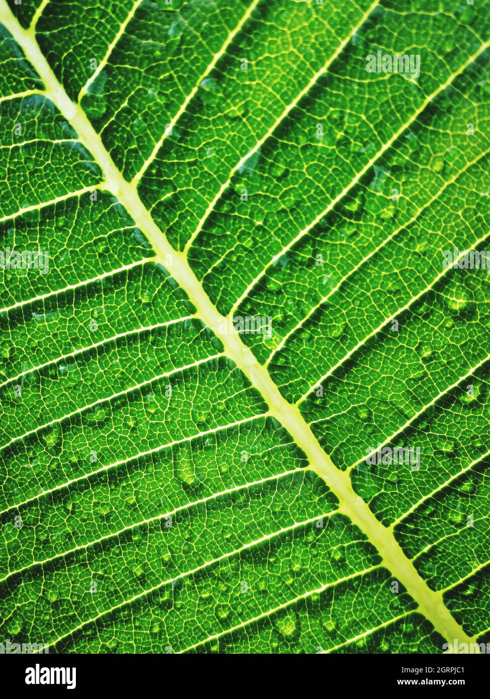 Full Frame Shot Of Wet Leaf Stock Photo