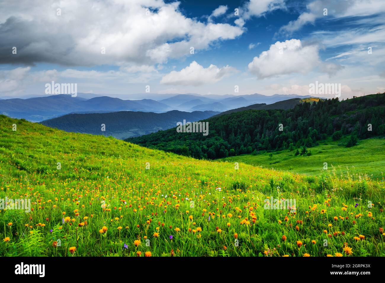 Amazing scene in summer mountains. Lush green grassy meadows in fantastic evening sunlight. Carpathians, Europe. Landscape photography Stock Photo