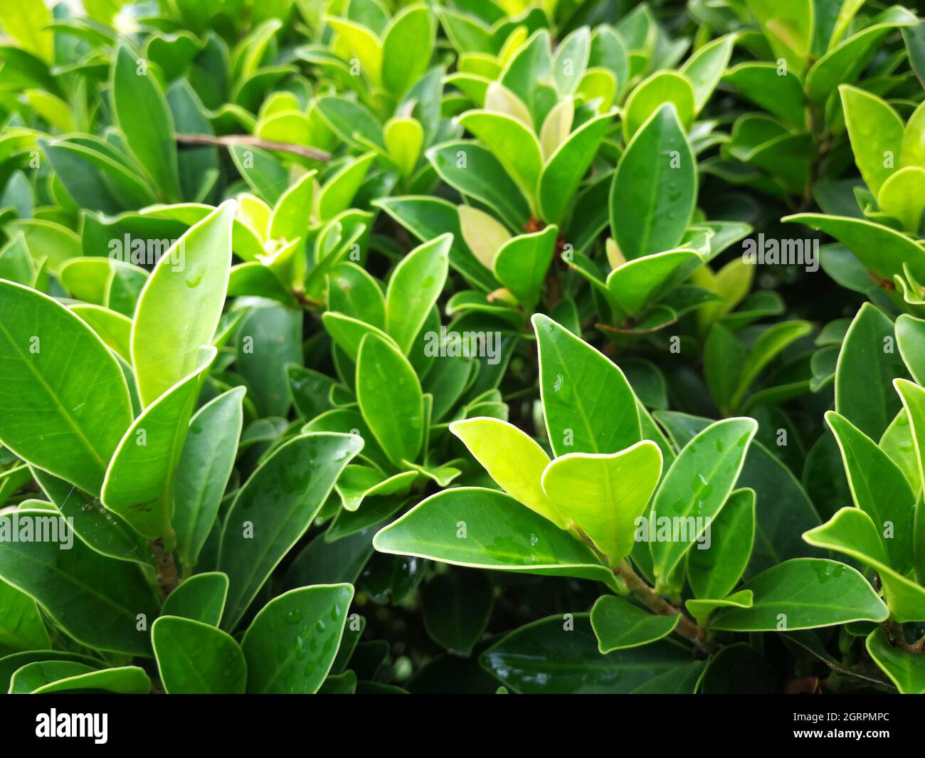 Close-up Of Green Leaves On Plant Stock Photo