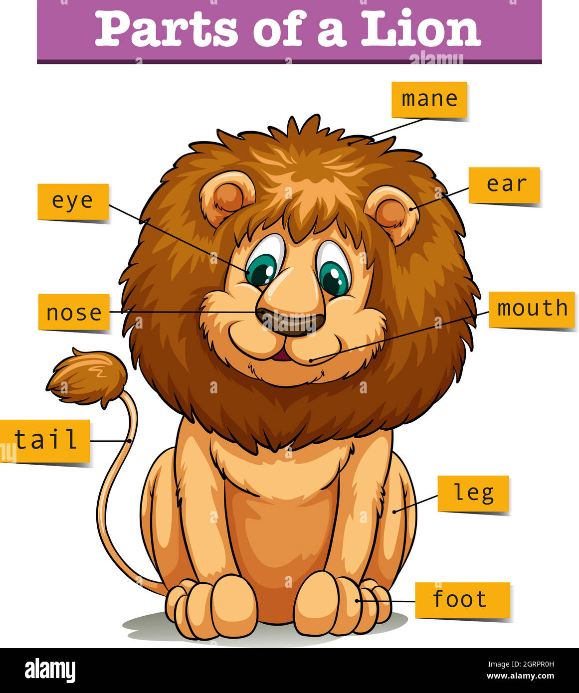 Diagram showing parts of lion Stock Vector