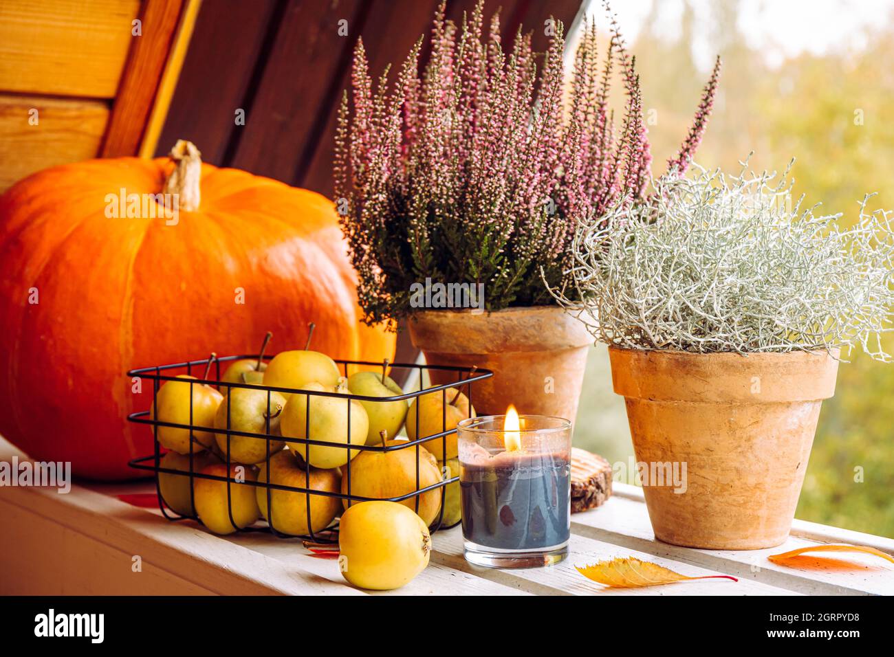 Decorative Silver color Cushion bush, Calocephalus brownii or Leucophyta and heather flowers as autumn home decoration element, decorated with apples. Stock Photo