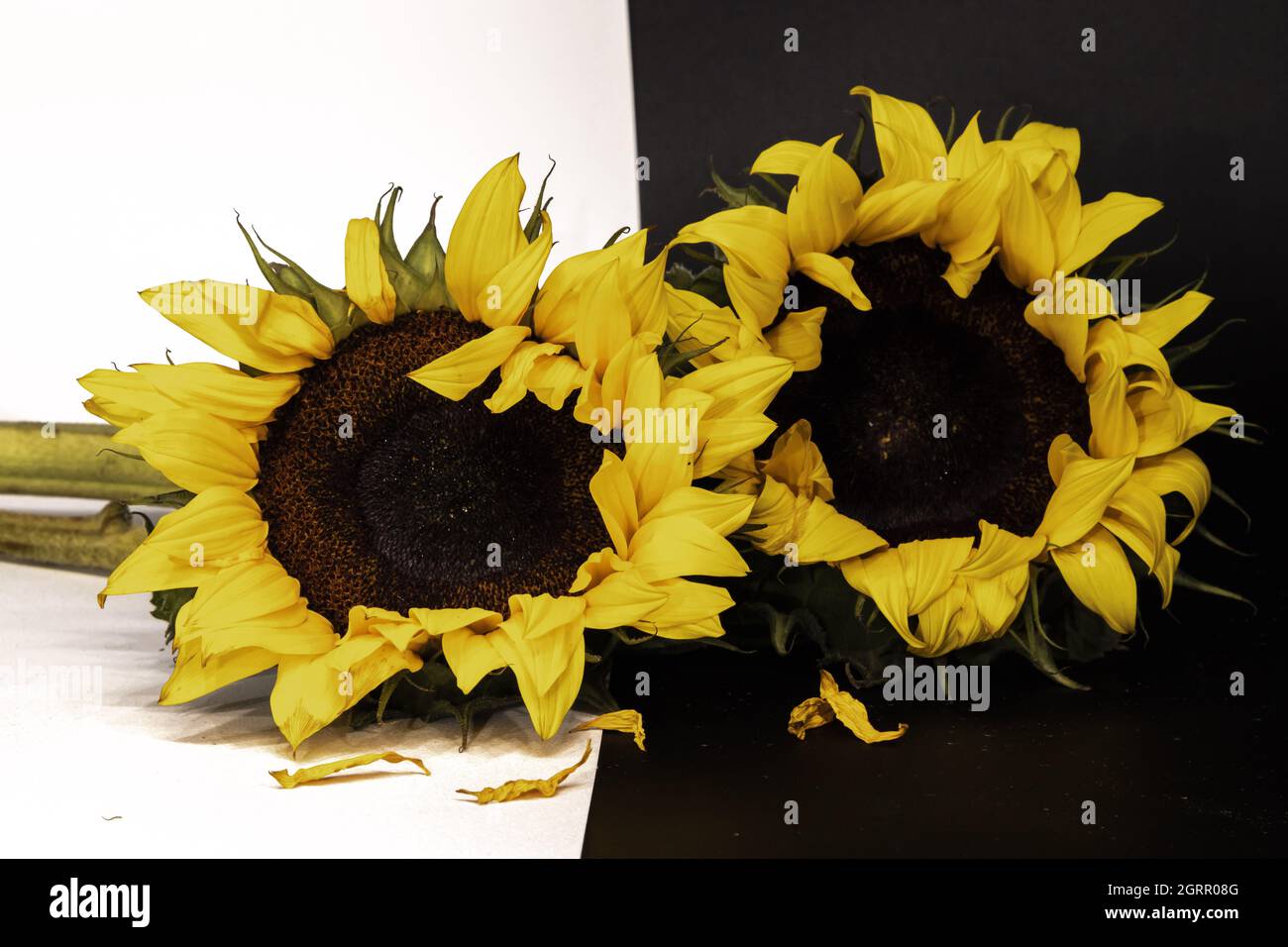 Closeup of sunflowers on a black and white background Stock Photo - Alamy