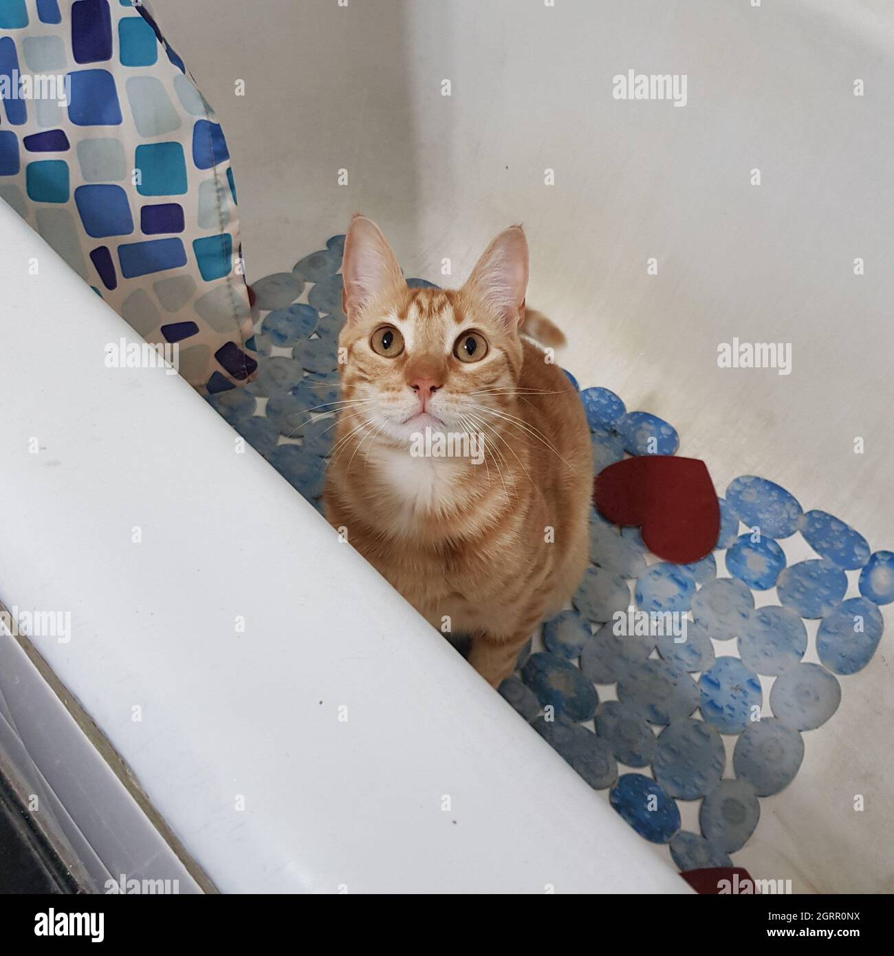 Tabby cat in the bath hi-res stock photography and images - Alamy