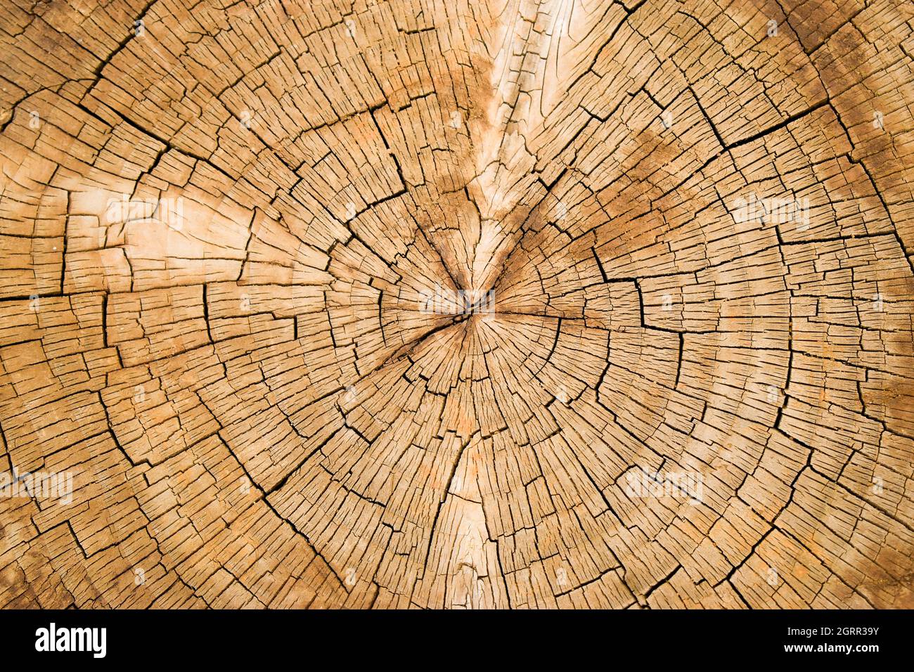 Concentric rings in wood grain Stock Photo