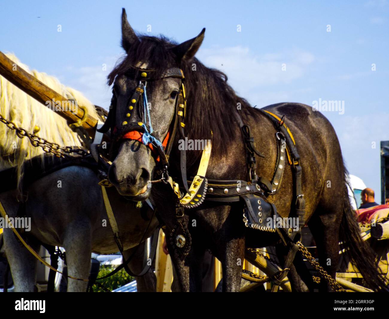 Horse head pump hires stock photography and images Alamy