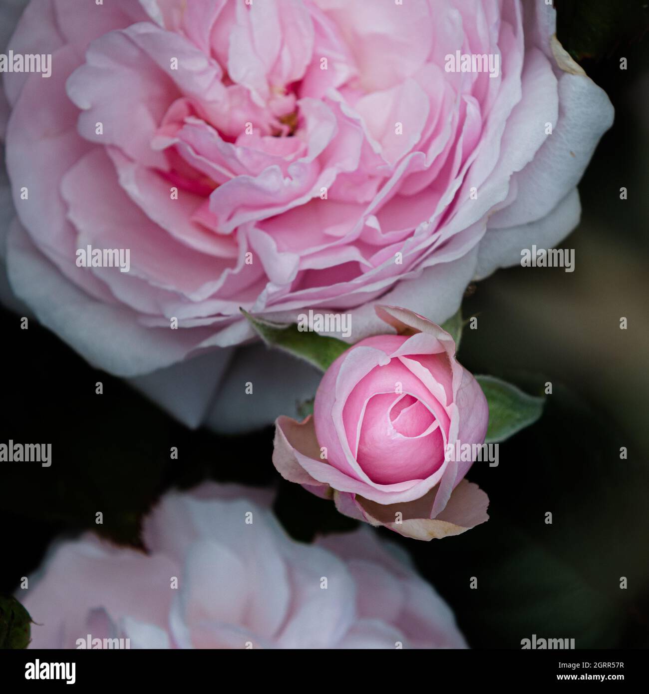 Beautiful pink David Austin summer roses Stock Photo Alamy