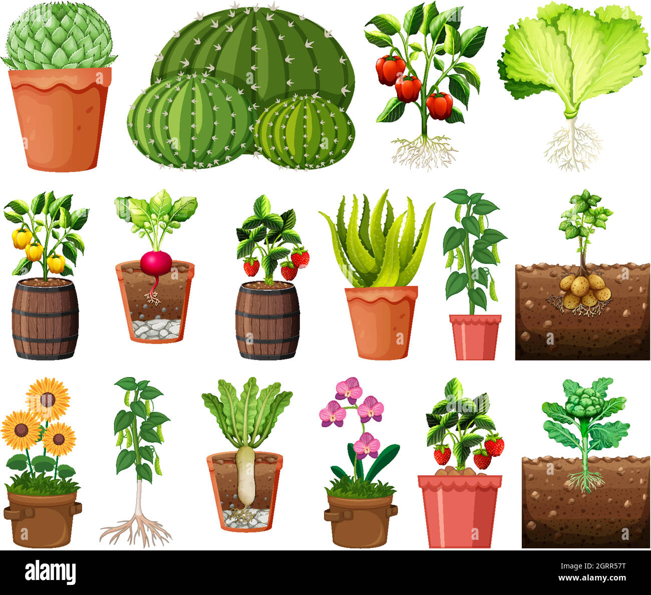 Set of different plants in pots isolated on white background Stock ...