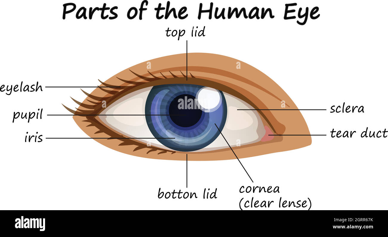 Diagram showing parts of human eye Stock Vector