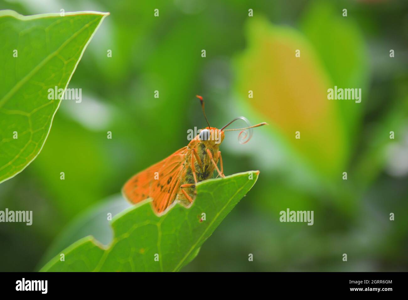 Close-up Of Butterfly Pollinating On Leaf Stock Photo