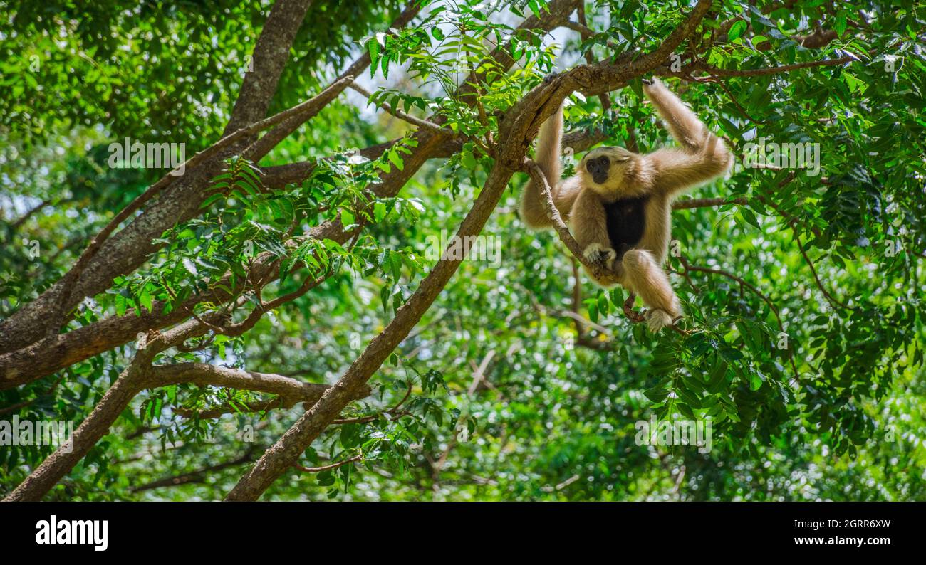 Low Angle View Of Gibon Monkey On Tree In Forest Stock Photo