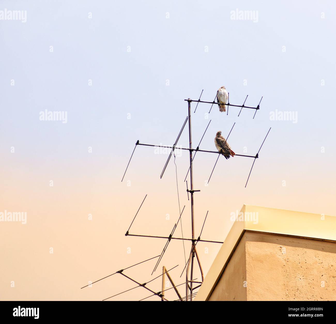Red Tail Falcon Perch On Antenna Stock Photo Alamy