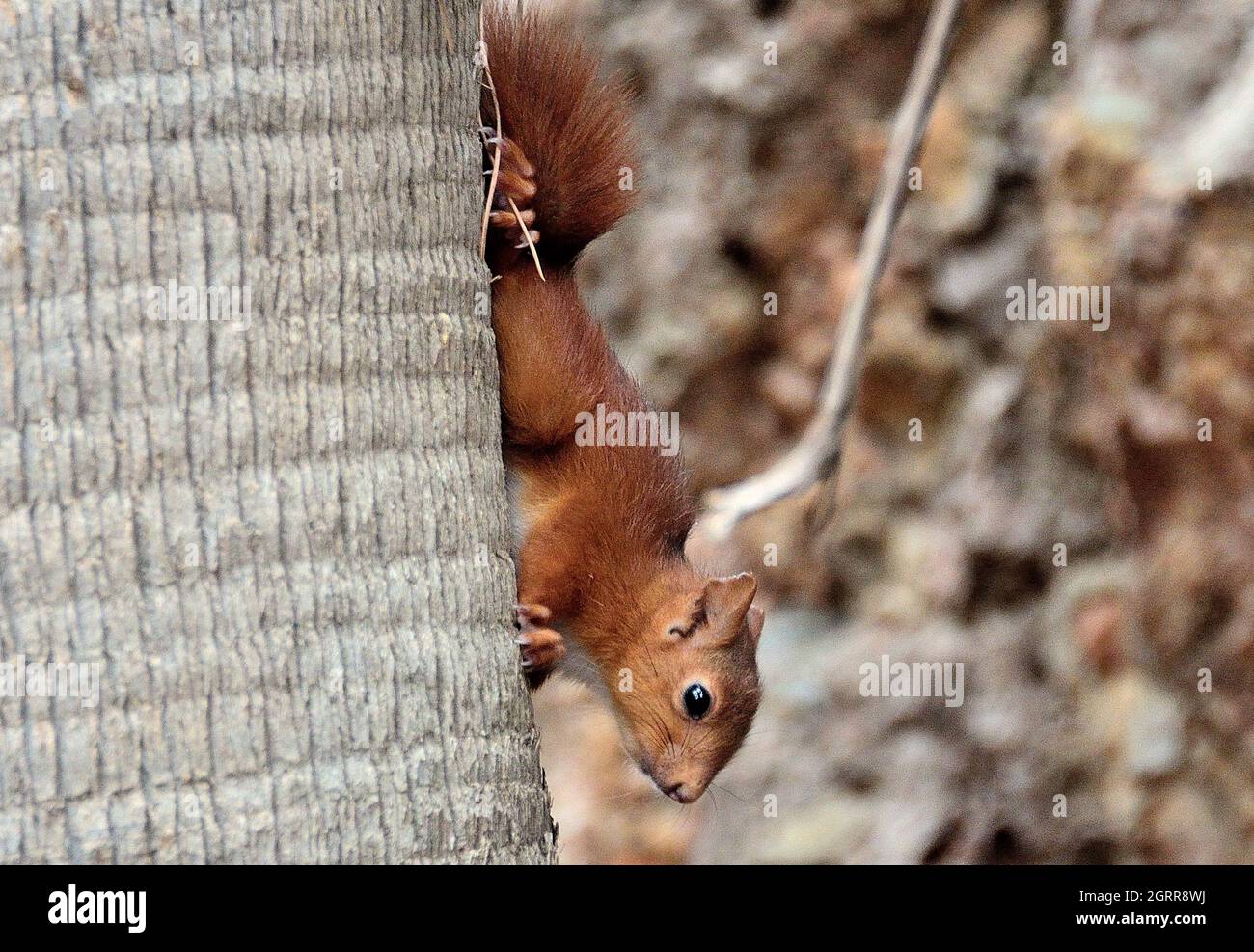 Close-up Of Squirrel Stock Photo