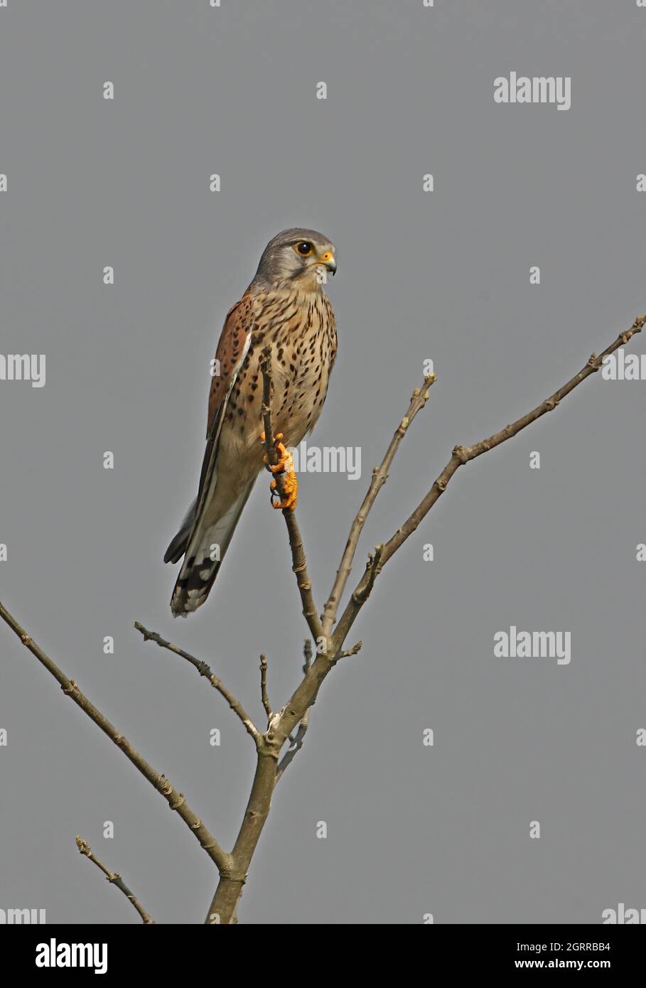 Common Kestrel (Falco tinnunculus) adult male perched on dead tree Assam, India         February Stock Photo