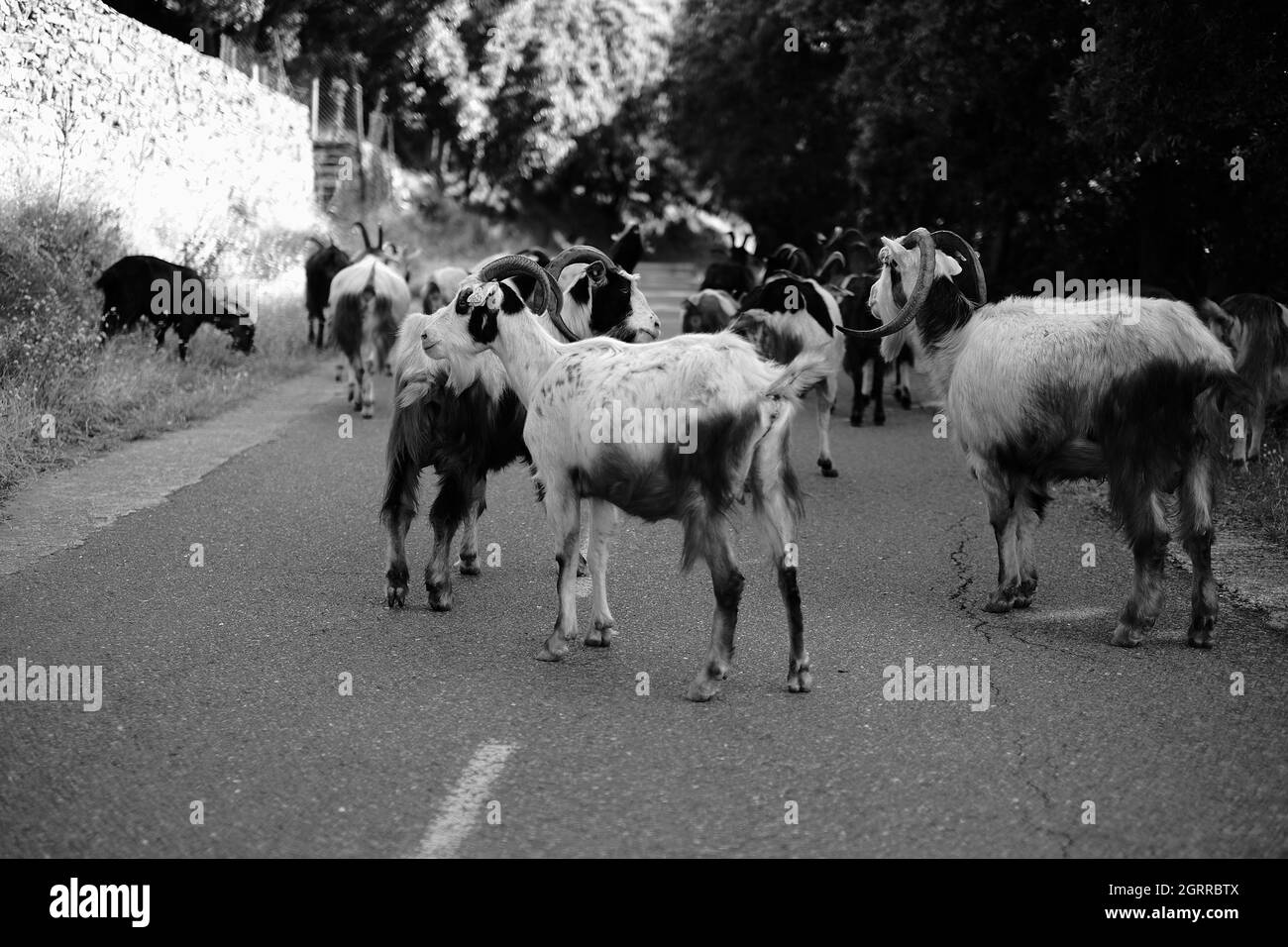 Goats On Road Stock Photo Alamy Goats On Road Stock Photo Alamy
