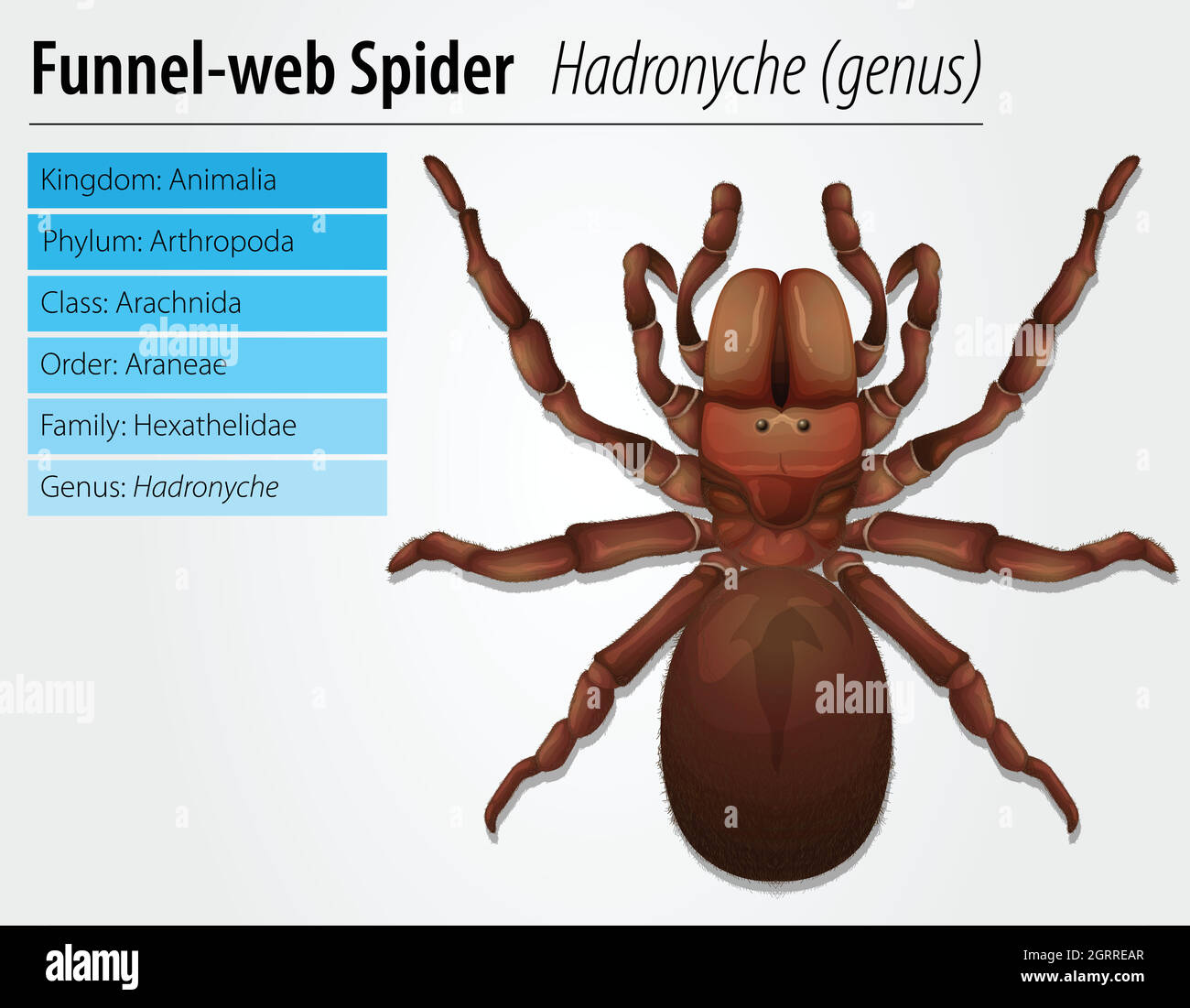 Australian funnel-web spider Stock Vector