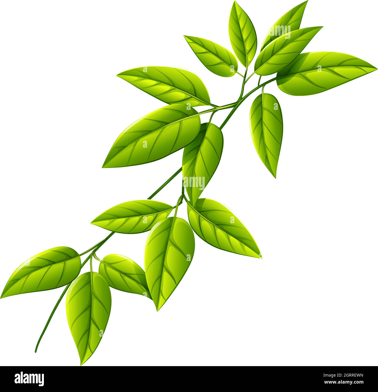 A leafy plant Stock Vector Image & Art Alamy
