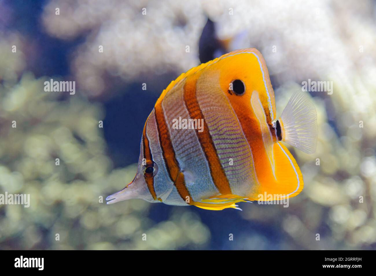 Chelmon butterflyfish hi-res stock photography and images - Alamy