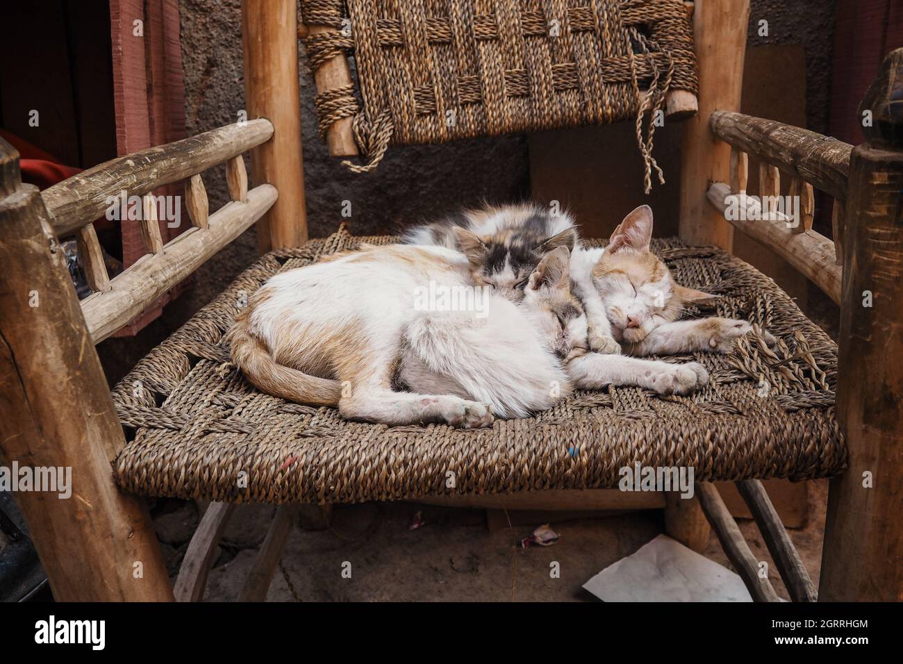 Three white stray cats resting on wicker chair cuddle together Stock Photo