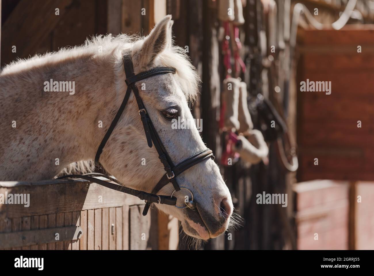 White Arabian horse with brown spots, detail - only head visible out from wooden stables box Stock Photo
