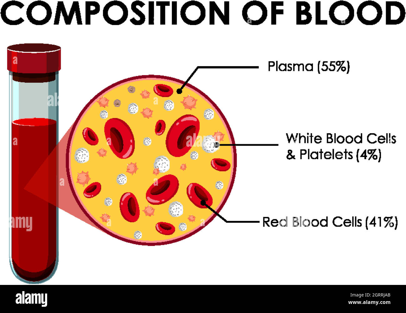 Diagram showing composition of blood Stock Vector