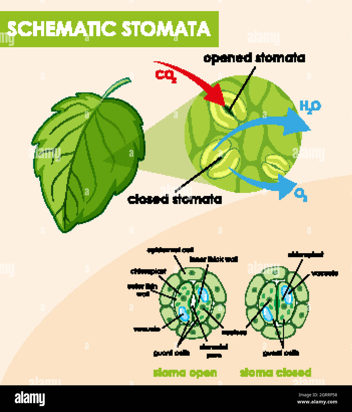 Diagram showing schematic stomata Stock Vector