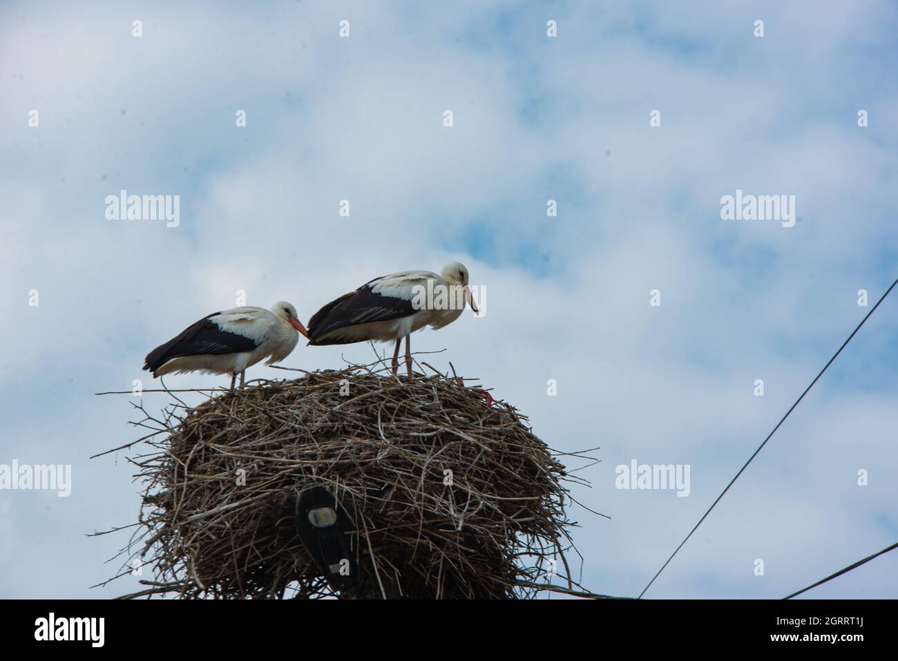 two beautiful storks are sitting in the nest Stock Photo - Alamy