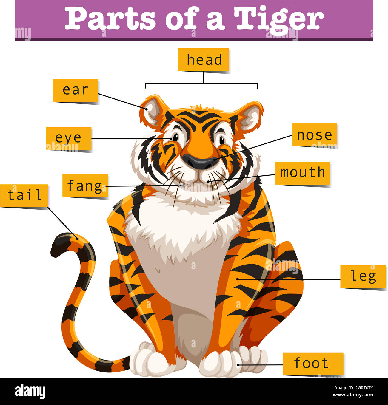 Diagram showing parts of tiger Stock Vector