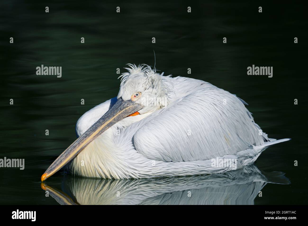 pelican at 'parc des oiseaux', Villars les Dombes, France Stock Photo