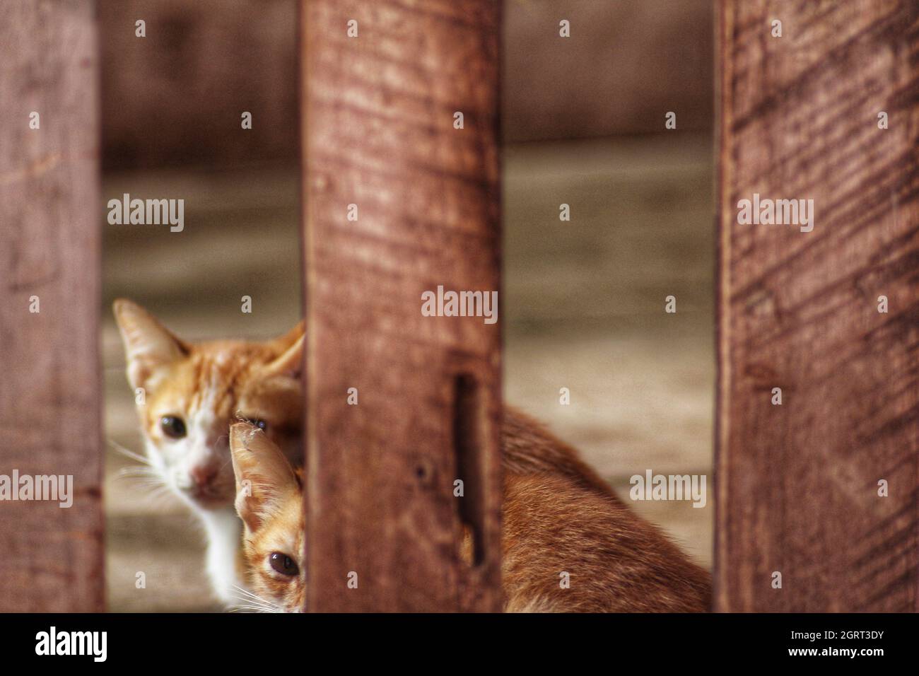 Close-up Portrait Of Kittens By Fence Stock Photo