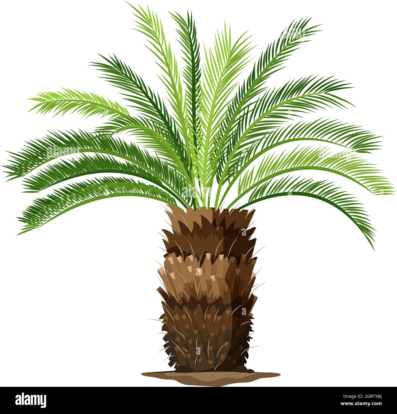 A topview of a sago palm plant Stock Vector