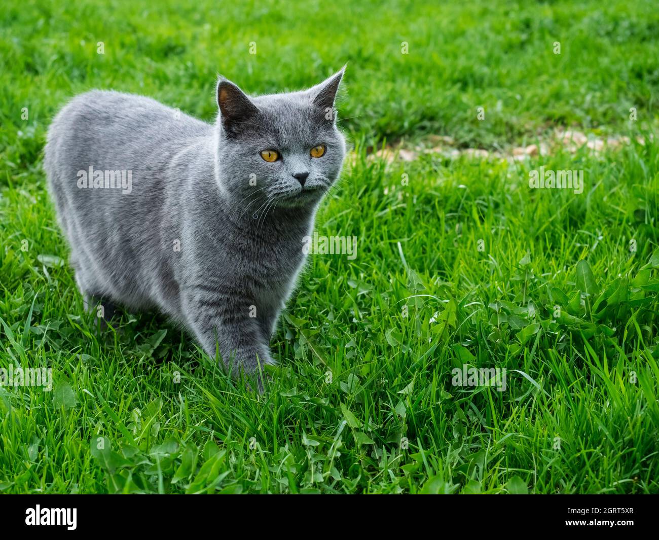 Cat on a grass hi-res stock photography and images - Alamy