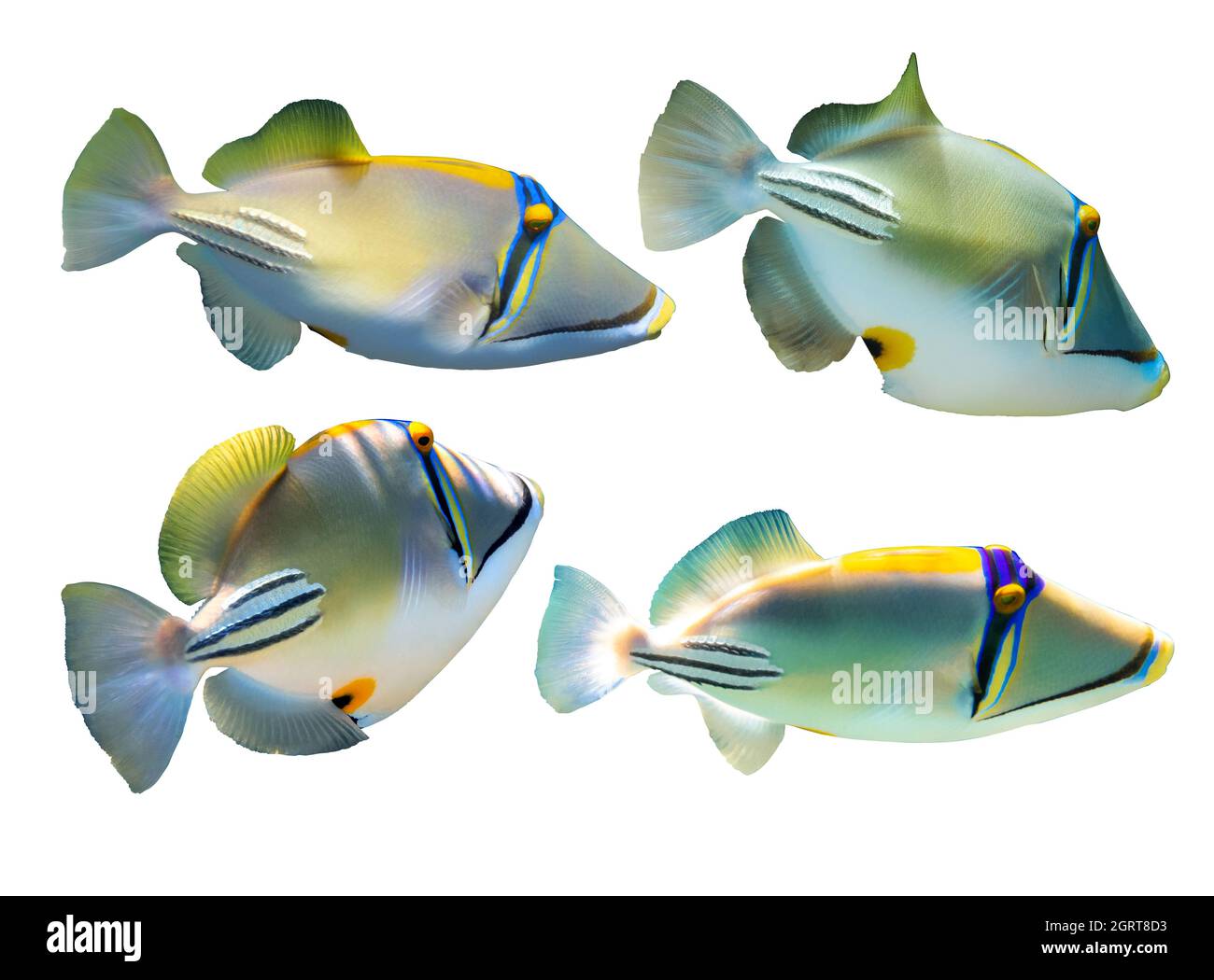 Set of Arabian Picassofish (Rhinecanthus assasi, Lagoon triggerfish) isolated in a white background. Unusual tropical bright fish, Red Sea, Egypt. Clo Stock Photo