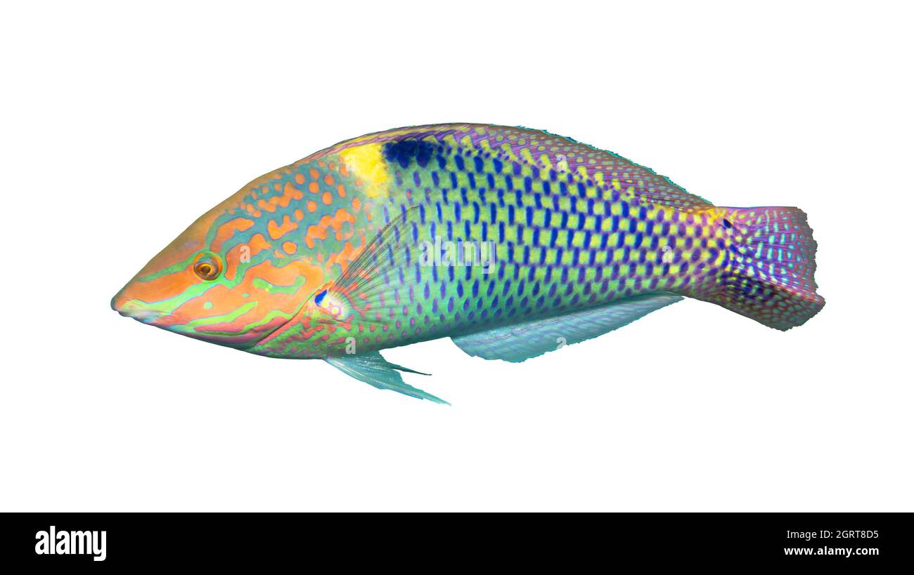 Checkerboard Wrasse (Halichoeres hortulanus) isolated on white background, Red Sea, Egypt. Bright tropical fish in the ocean. Close up, side view, cut Stock Photo