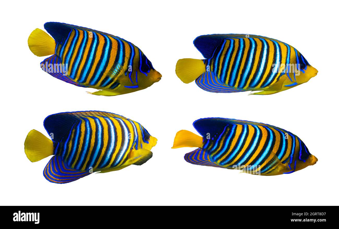 Royal Angelfish (Regal Angel Fish), Coralfish isolated on a white background. Set of tropical colorful fish with yellow fins, orange, white and blue s Stock Photo