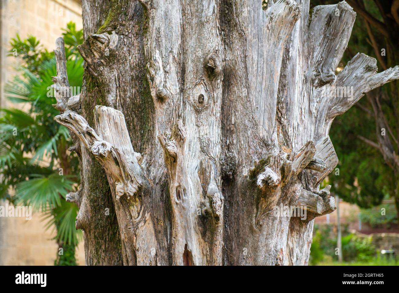 the trunk of the old tree is beautifully curved Stock Photo - Alamy