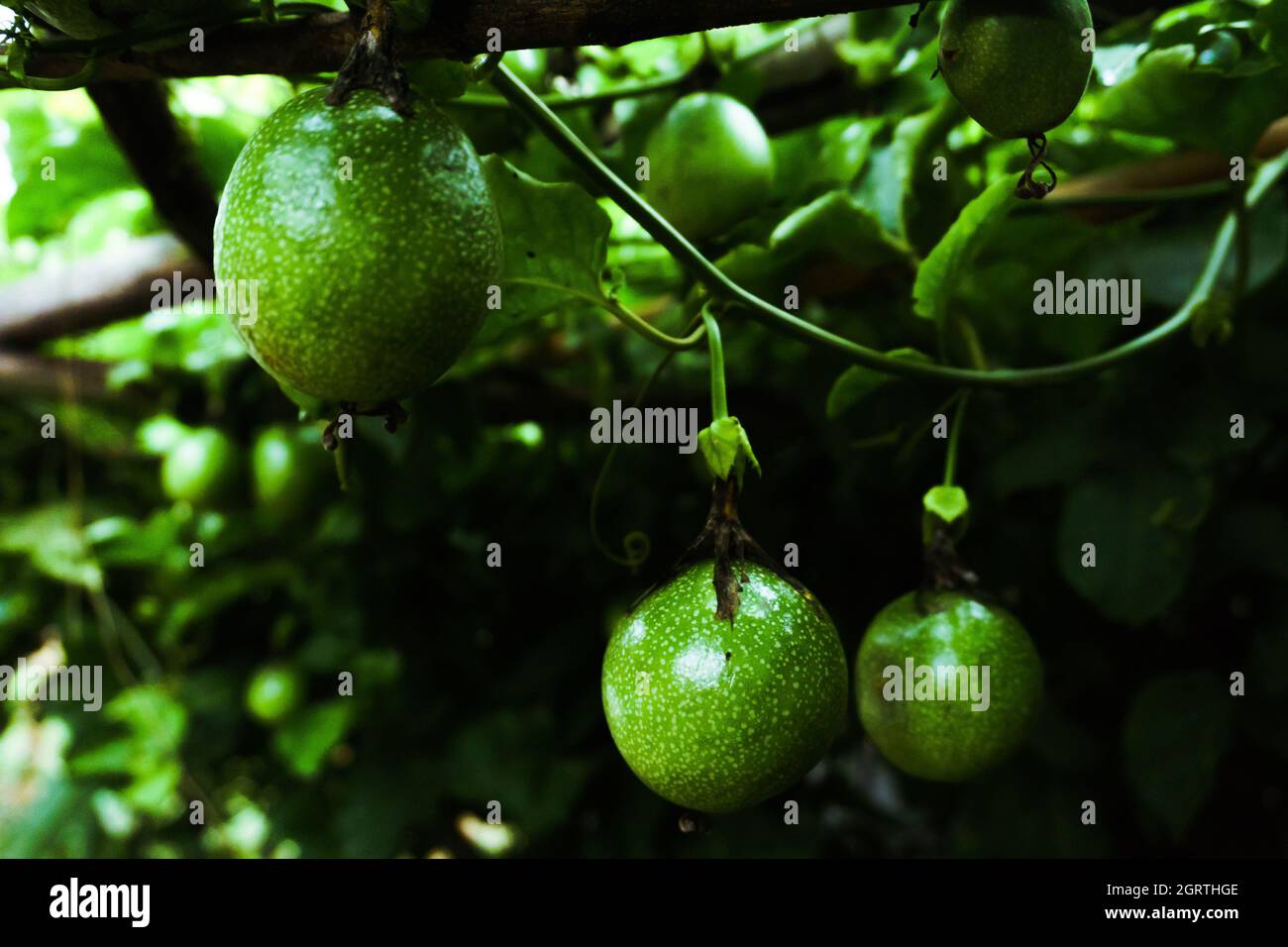 Close-up Of Fruits Growing On Plant Stock Photo