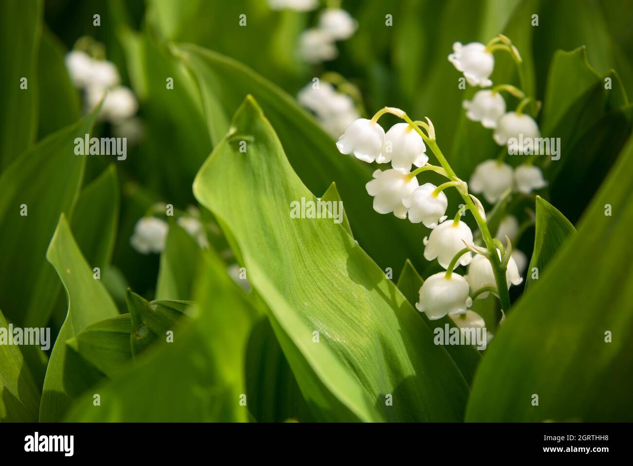 Lily of the valley flowers. Natural background with blooming lilies of ...