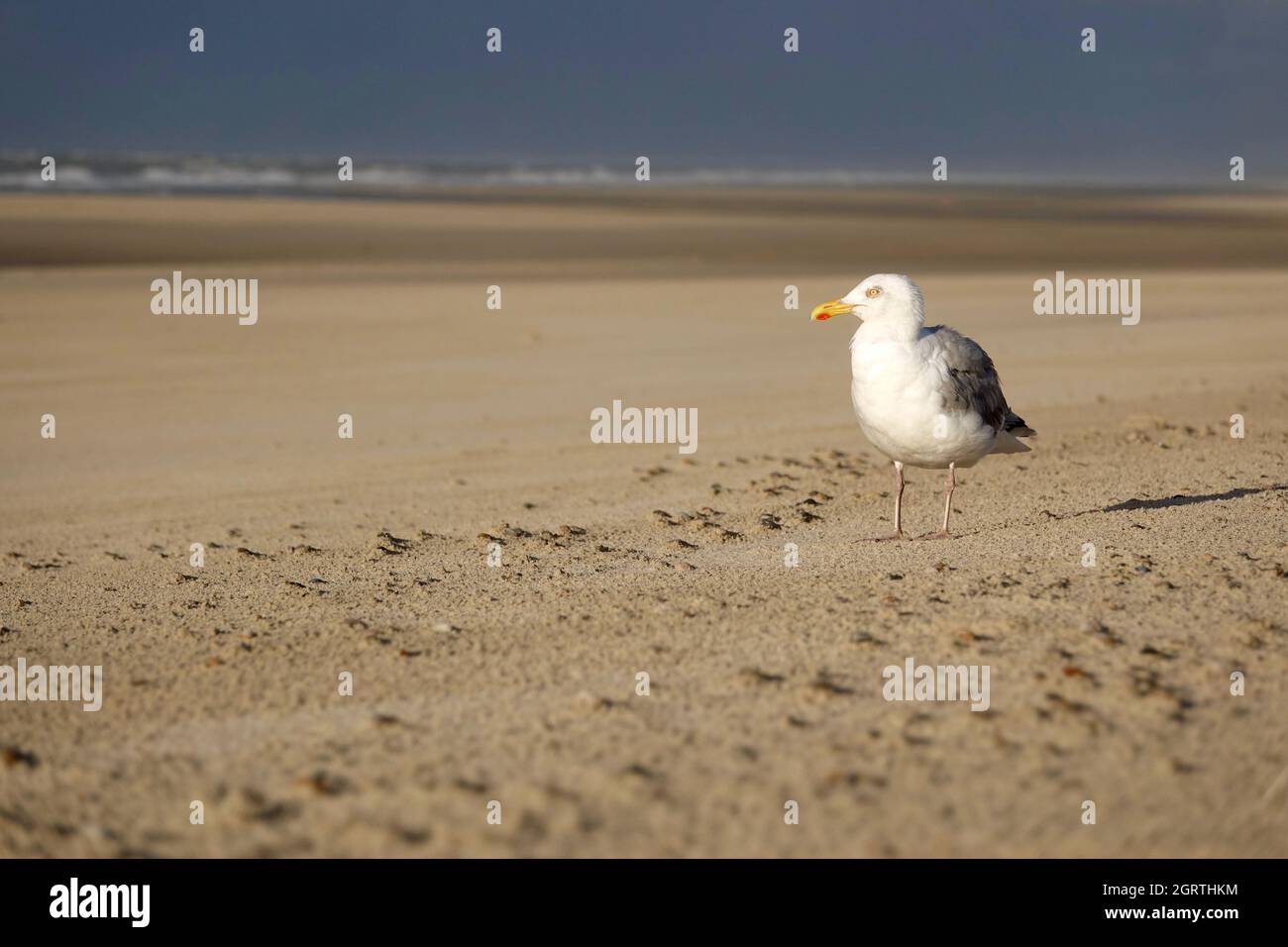 Close-up Of Seagull Perching On Sand Stock Photo