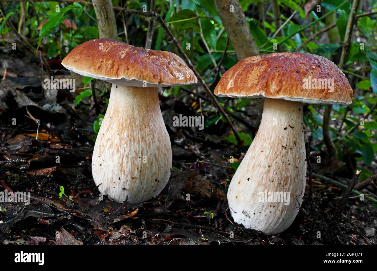 Closeup shot of big mushrooms in the forest on grass background Stock Photo