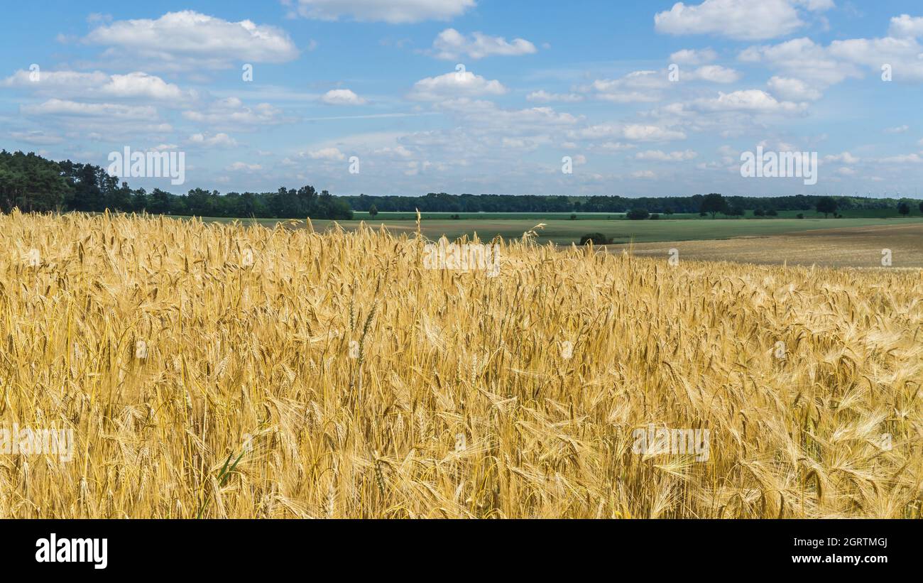 Barley plants hi-res stock photography and images - Alamy