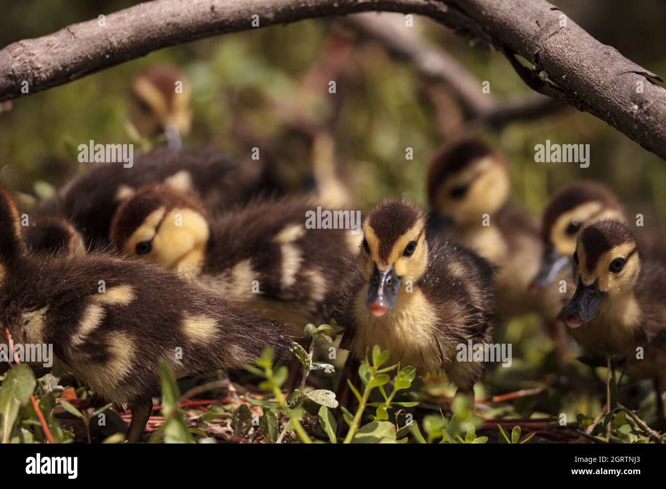 Little Brown Baby Muscovy Ducklings Cairina Moschata Flock Together In A Pond In Naples, Florida Stock Photo