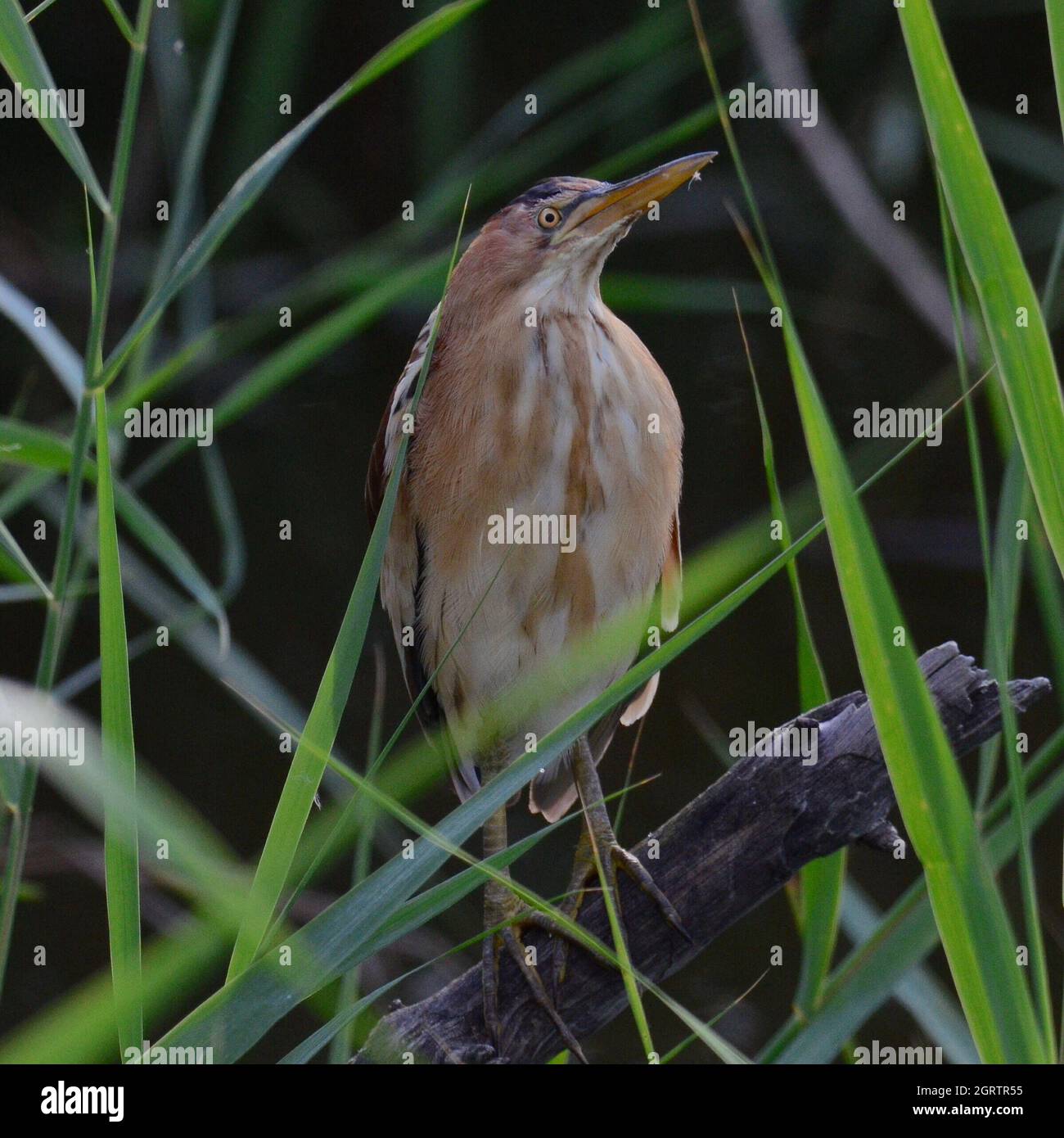 Close-up Of A Bird Perching On Plant Stock Photo