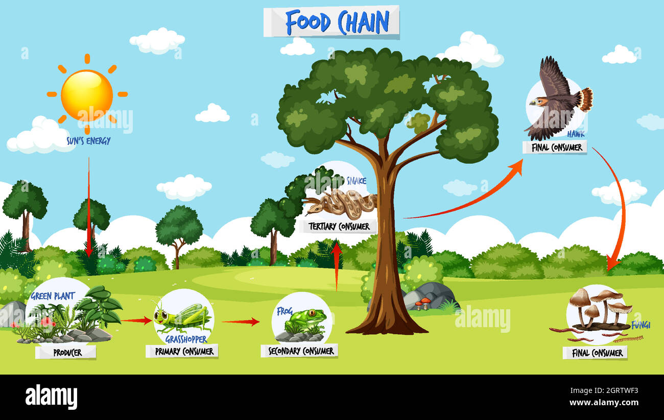 Food chain diagram concept on forest background Stock Vector Image ... Biology Diagrams