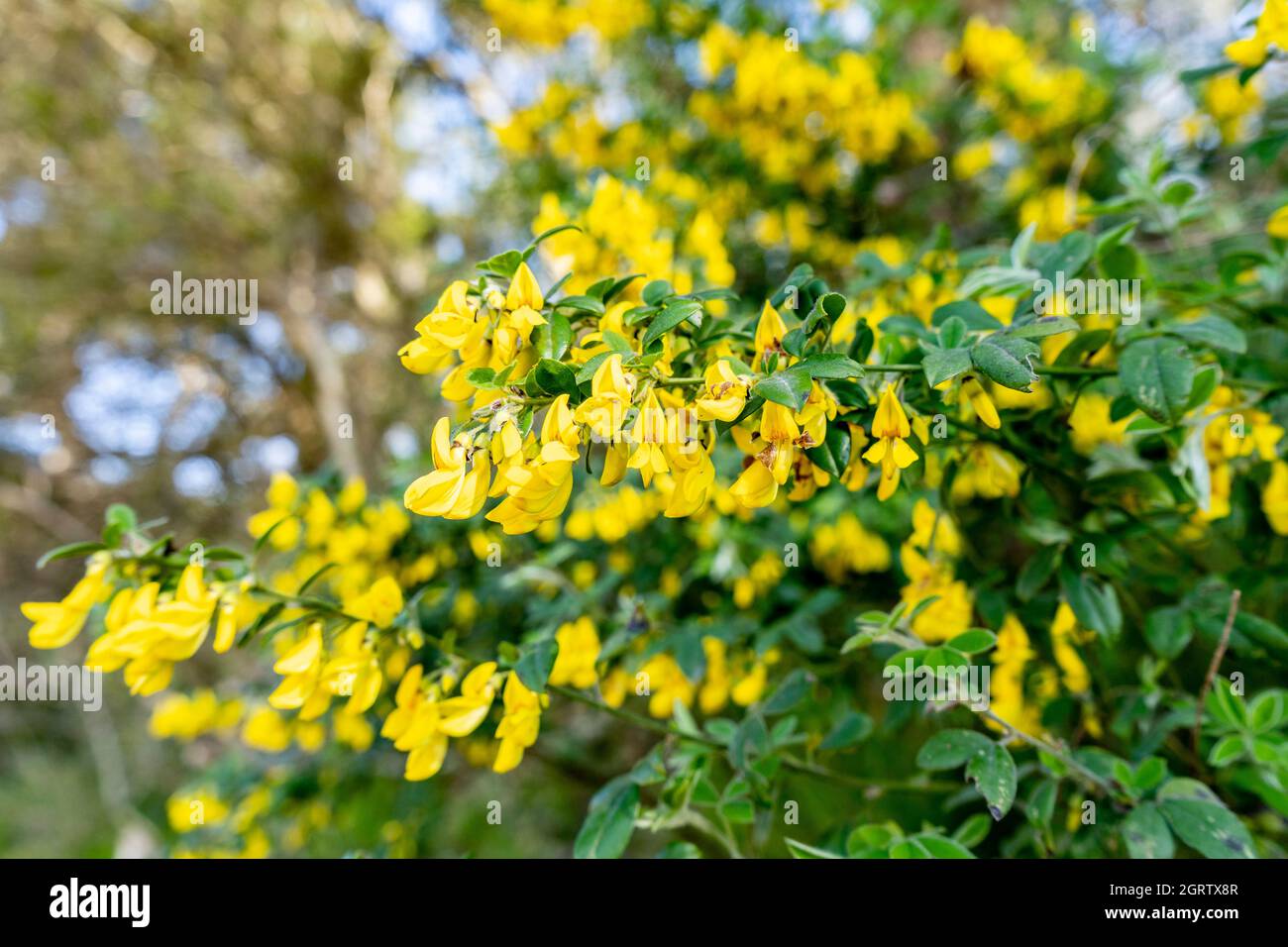 Close up of a flowered branch of Genisteae with yellow flowers, in the countryside of Campiglia Marittima, Tuscany, Italy. Stock Photo