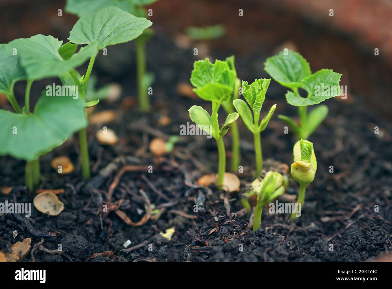 Bitter Gourd Leaves High Resolution Stock Photography And Images Alamy