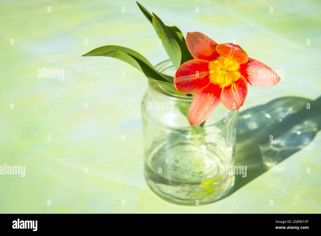 Close-up Of Flower In Glass On Table Stock Photo